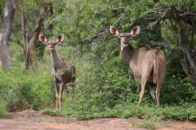 two deer standing in the grass near some trees at Magari Safari Villa in Vaalwater