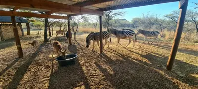 a group of zebras and gazelles standing under a shelter at Makhato Bush Lodge 48 in Bela-Bela