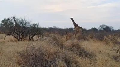 two giraffes standing in a field of tall grass at Mukumbura Swartwater in Swartwater