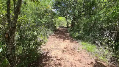 a dirt trail in the middle of a forest at Robin Cottage Da Gama Lake in White River