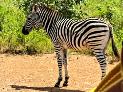 a zebra standing on the ground in the dirt at LAKE-HOUSE CABIN in Witbank