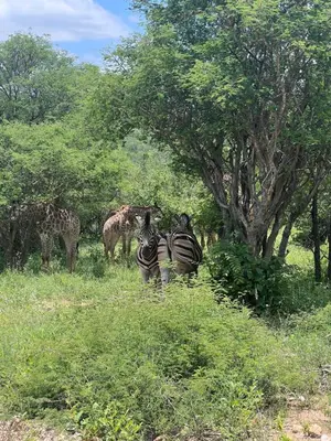 two zebras and giraffes standing in a field at JakkalsDraai River Bush Lodge in Hoedspruit