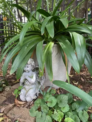 a little angel statue sitting under a plant at Country living in the City in Midrand