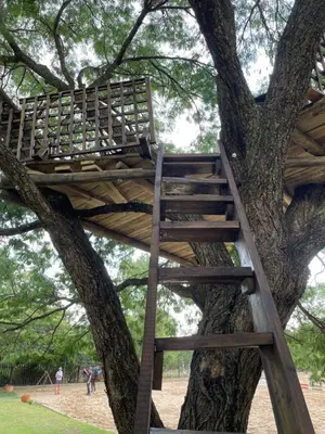 a ladder in a tree in a park at Country living in the City in Midrand