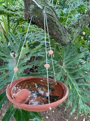 a bird bath hanging from a tree at Country living in the City in Midrand