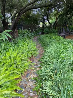 a path through a garden with plants and trees at Country living in the City in Midrand