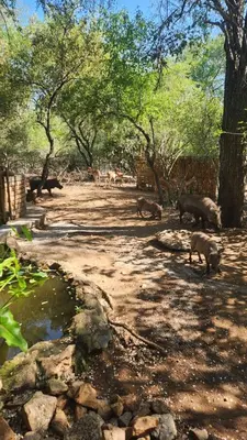 a group of animals standing in a dirt field at Kudu Mal in Marloth Park