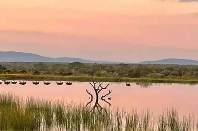 a dead tree in the middle of a body of water at Lodge on Watering Hole , Zebula in Mabula