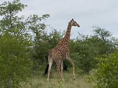 a giraffe walking in the grass near some trees at Luna Piena 19A Zebula golf course and spa resort in Mabula