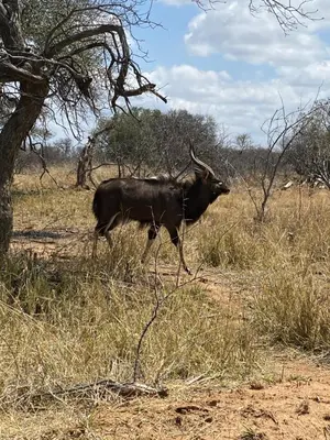a bull with horns walking in a field at Luna Piena 19A Zebula golf course and spa resort in Mabula