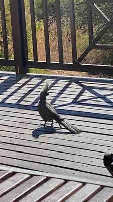 a bird standing on top of a wooden deck at Luna Piena 19A Zebula golf course and spa resort in Mabula