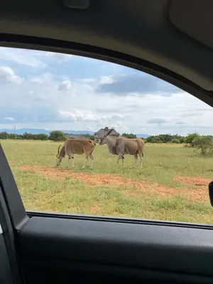 two horses grazing in a field with a car at Luna Piena 19A Zebula golf course and spa resort in Mabula