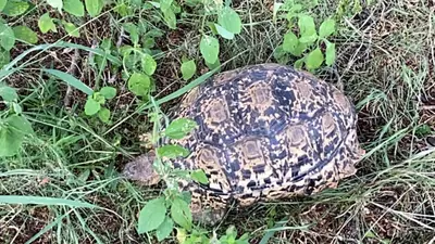a turtle is sitting in the grass at Luna Crescente 19 and 19A Zebula golf and spa resort 14 Pax Bela Bela Limpopo in Mabula