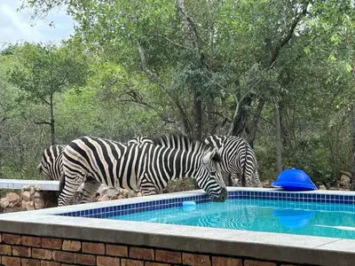 a group of zebras drinking from a swimming pool at Sonador Bush House in Marloth Park