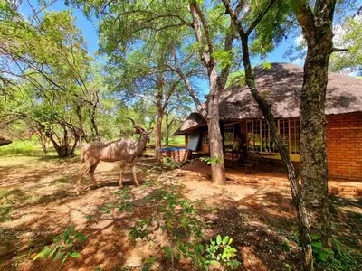 a deer standing in front of a house at Hardekool Home Marloth Park in Marloth Park
