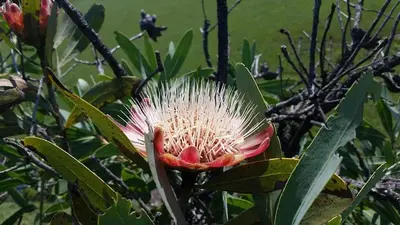 a close up of a flower on a tree at Lisbon Eco Lodge in Graskop