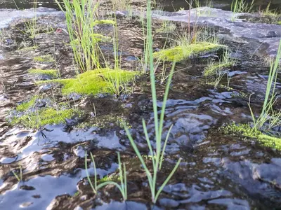 a patch of grass with snow on the ground at Lisbon Eco Lodge in Graskop