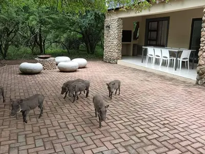 a group of pigs standing on a brick patio at Marloth Cottage in Marloth Park