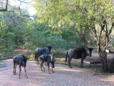 a group of horses standing on a brick path at Marloth Cottage in Marloth Park