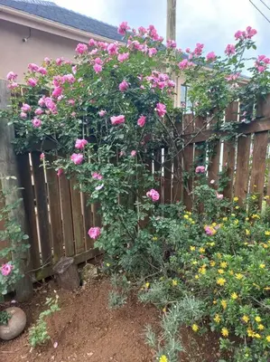 a fence with a bunch of pink roses at The Big tree @ Sabie in Sabie