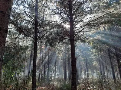 a forest of trees with the sun shining through them at The Big tree @ Sabie in Sabie