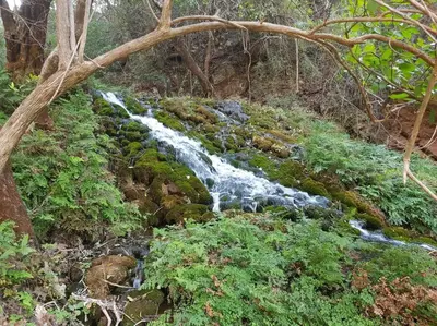 a stream of water in the middle of a forest at The Big tree @ Sabie in Sabie