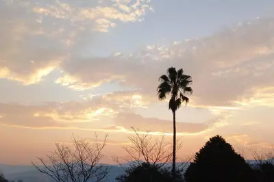 a palm tree in front of a sunset at The Big tree @ Sabie in Sabie