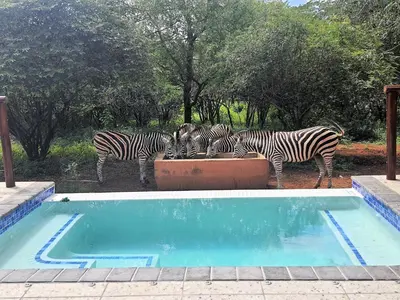 a group of zebras drinking water from a trough at Hippo's Honk at Kruger in Marloth Park