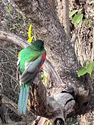 a green and white bird sitting on a tree branch at Tranquil Garden Nest in Nelspruit