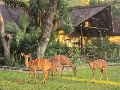 a group of deer grazing in the grass in front of a house at Leopard Rock Guest Lodge in Mica