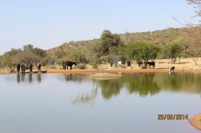 a group of elephants standing around a body of water at Thandile Country Lodge in Bela-Bela