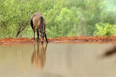 a horse drinking from a body of water at Thandile Country Lodge in Bela-Bela
