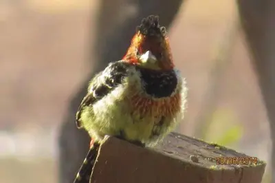 a small bird is perched on a piece of wood at Thandile Country Lodge in Bela-Bela