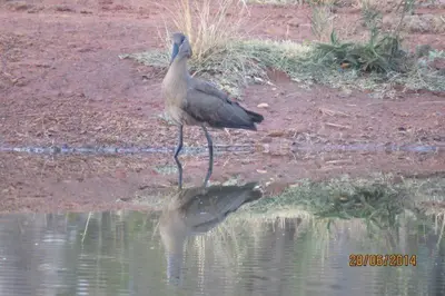 a bird standing in the water with its reflection at Thandile Country Lodge in Bela-Bela