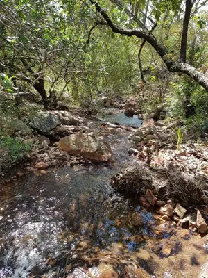 a stream of water with rocks in a forest at Timbaktu River Cottages in Moheme