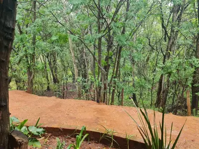 a dirt road in the middle of a forest at Timbaktu River Cottages in Moheme