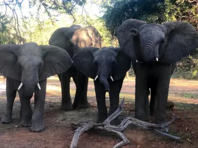 a group of elephants standing next to a tree branch at Mabalingwe Elephant Lodge 256A in Moheme