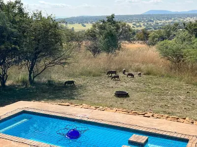a group of cows grazing in a field next to a swimming pool at 211 Zebula in Mabula