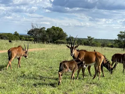a group of antelopes in a field of grass at 211 Zebula in Mabula