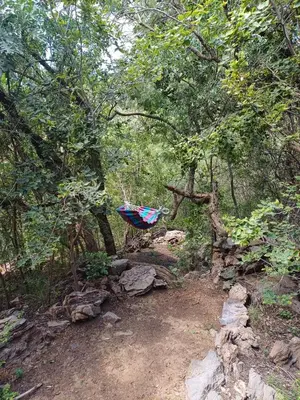 a hammock hanging from a tree in a forest at Rustic Unique - Bush Glamping Retreat in Kalkheuvel