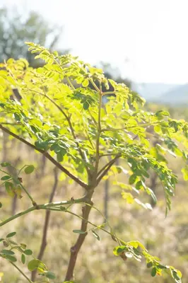 a tree with yellow leaves in a field at Country Side Cottage @ Low's Creek in Louwʼs Creek