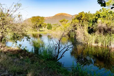 a body of water with a tree in the middle at Country Side Cottage @ Low's Creek in Louwʼs Creek