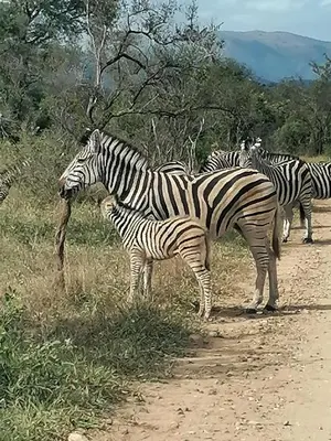 a herd of zebras standing on a dirt road at Giraffe Studio @ Kruger in Marloth Park