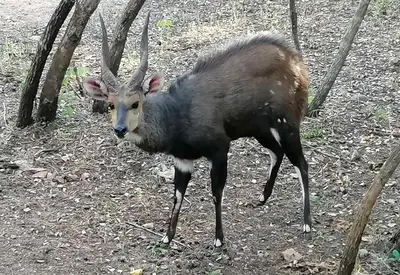 a antelope with long horns standing in the dirt at Giraffe Studio @ Kruger in Marloth Park