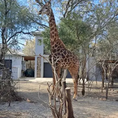 Giraffe Studio @ Kruger