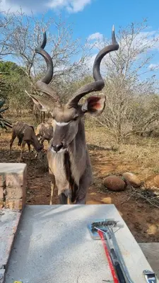 an animal with large horns standing on a ramp at Sonop in Marloth Park in Marloth Park