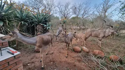a group of antelopes standing in the dirt at Sonop in Marloth Park in Marloth Park