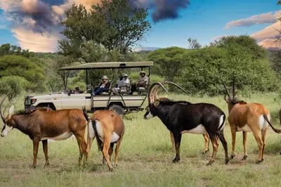 a group of people in a safari vehicle with animals at Sable Ranch Bush Lodge in Brits