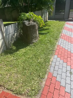 a tree stump sitting in the grass next to a sidewalk at Solace Unit in Phalaborwa