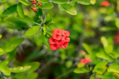 a bunch of red berries hanging from a tree at Hoedspruit Bush Cottage in Hoedspruit